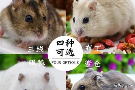 胸前两个大雪球跟着抖动怎么办