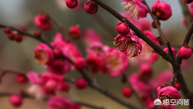 杂诗其二 唐王维(杂诗其二唐王维你从诗中读懂了什么)