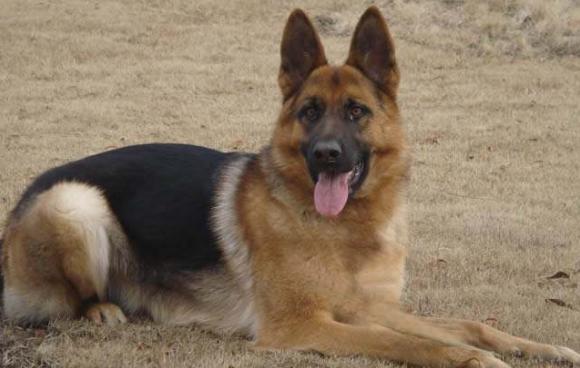 牧羊犬(牧羊犬品种大全)