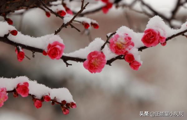 梅花(梅花赋歌曲原唱)