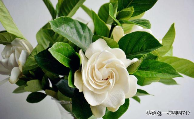 栀子花的花语（栀子花的花语发朋友圈）