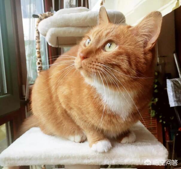 50张可爱动物图片(50张可爱动物图片简笔画彩色)