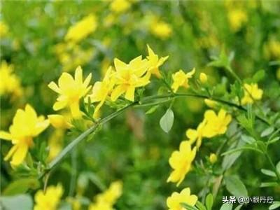 春天有什么花会开（春天有什么花会开放）